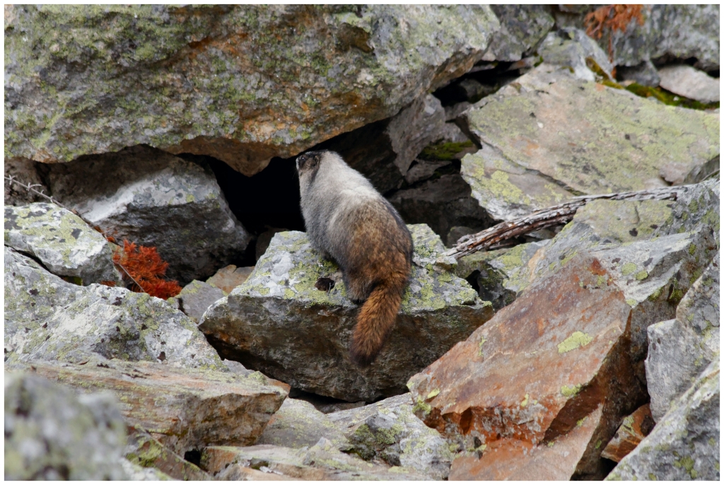 10 - Mont Revelstoke NP (17).jpg